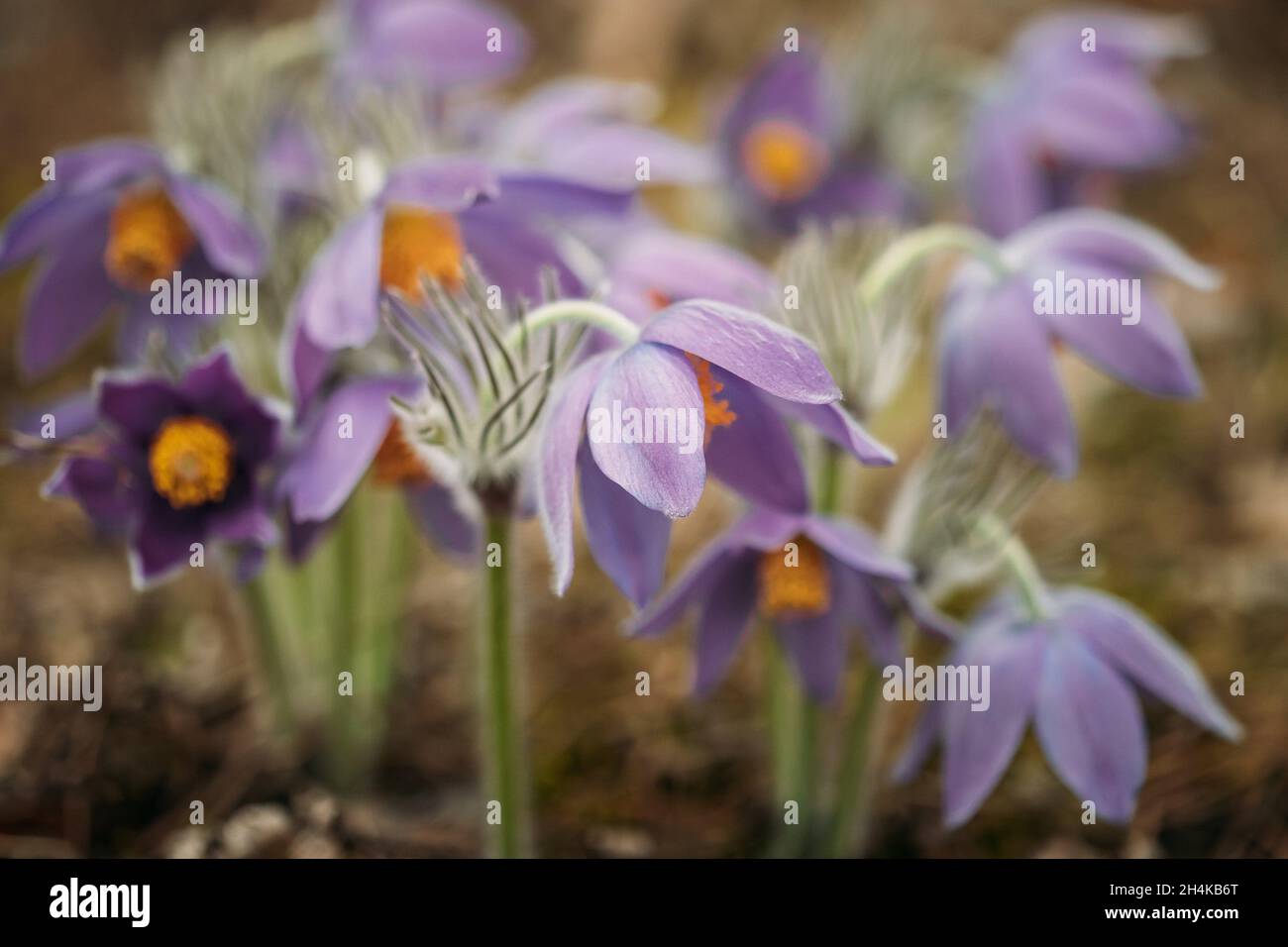 Belarus. Beautiful Wild Spring Flowers Pulsatilla Patens. Flowering