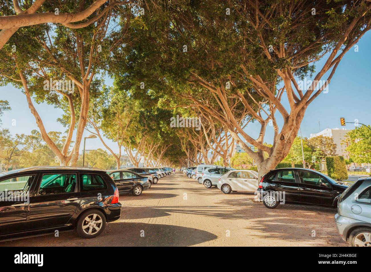 Cars on a parking lot in sunny summer day. Cars Standing Under Trees