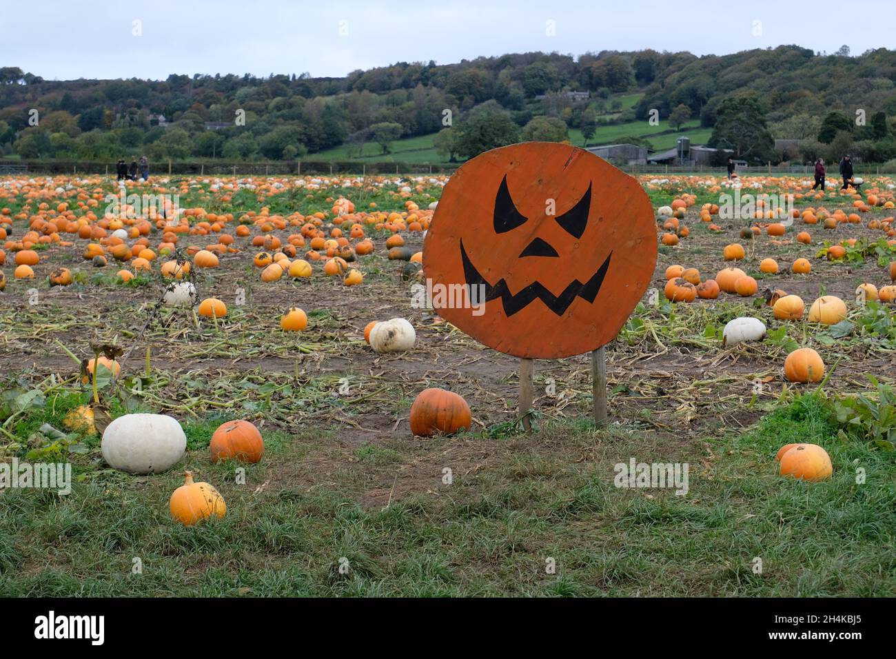 Pumpkin sign in a field of pumpkins waiting to be picked for Halloween at Ashover Pumpkins a pick your own pumpkin farm at Ashover, Derbyshire, UK Stock Photo