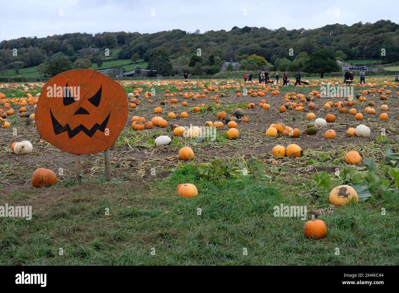 Pumpkin sign in a field of pumpkins waiting to be picked for Halloween at Ashover Pumpkins a pick your own pumpkin farm at Ashover, Derbyshire, UK Stock Photo