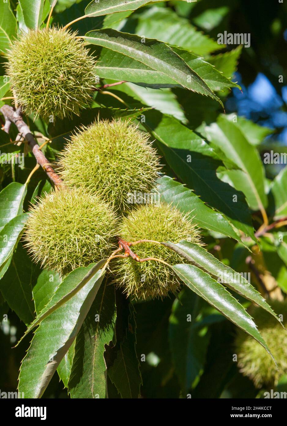 Sweet chestnut unripe fruits. Castanea sativa or Spanish chestnut tree at the end of the summer. Stock Photo