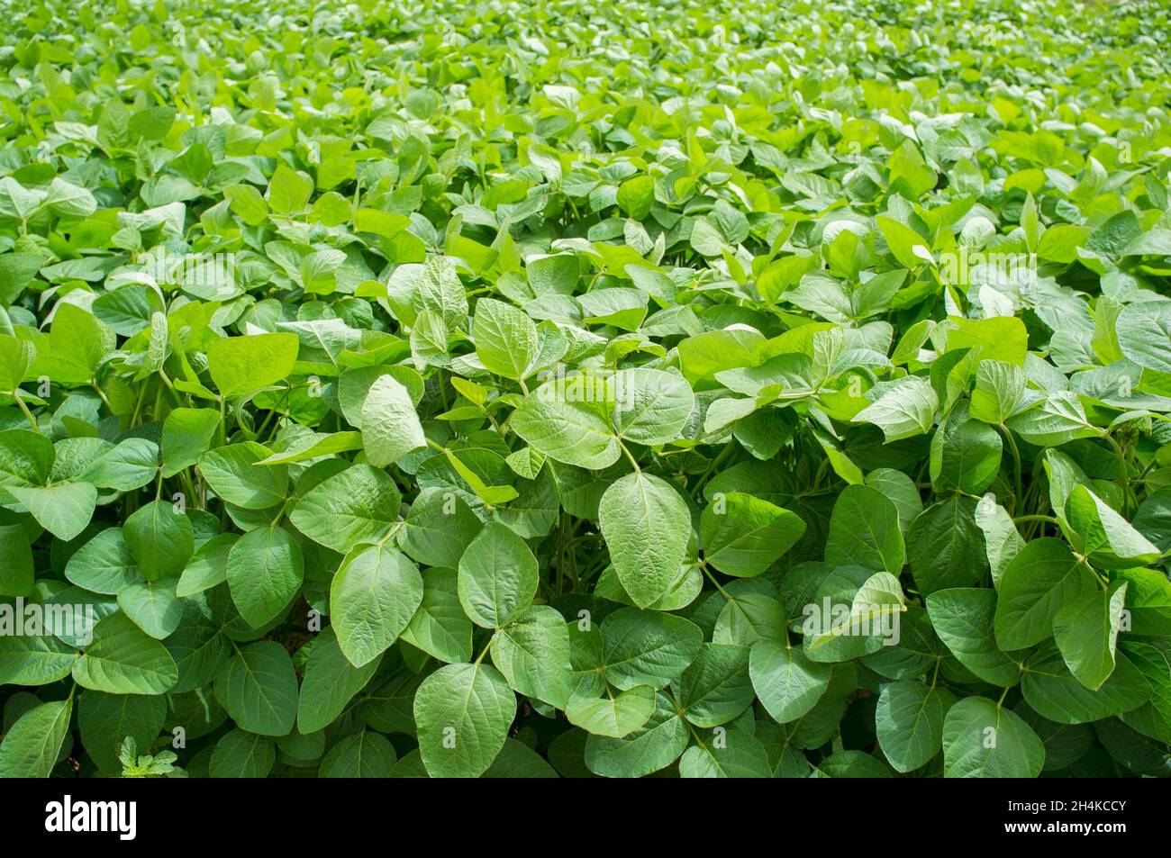 Soy plantation at Gevora, Vegas Bajas del Guadiana, Spain. Young green plants. Stock Photo