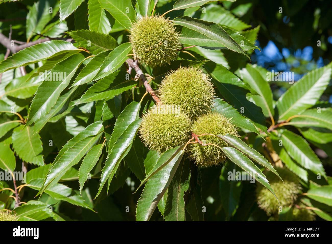 Sweet chestnut unripe fruits. Castanea sativa or Spanish chestnut tree at the end of the summer. Stock Photo