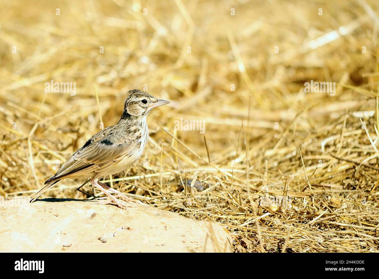 Alauda arvensis - The common lark is a passerine bird in the Alaudidae family. Stock Photo
