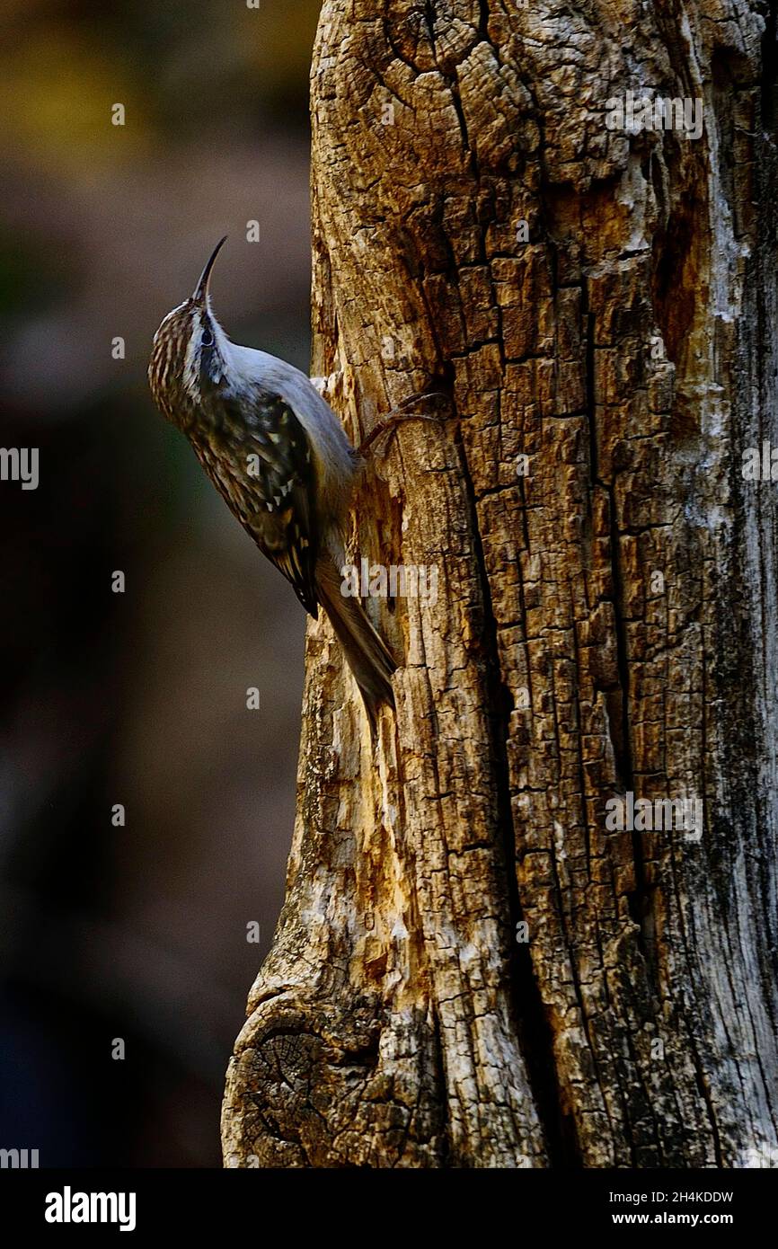 Certhia brachydactyla - The Common or European Hopper is a species of bird in the Certhiidae family. Stock Photo