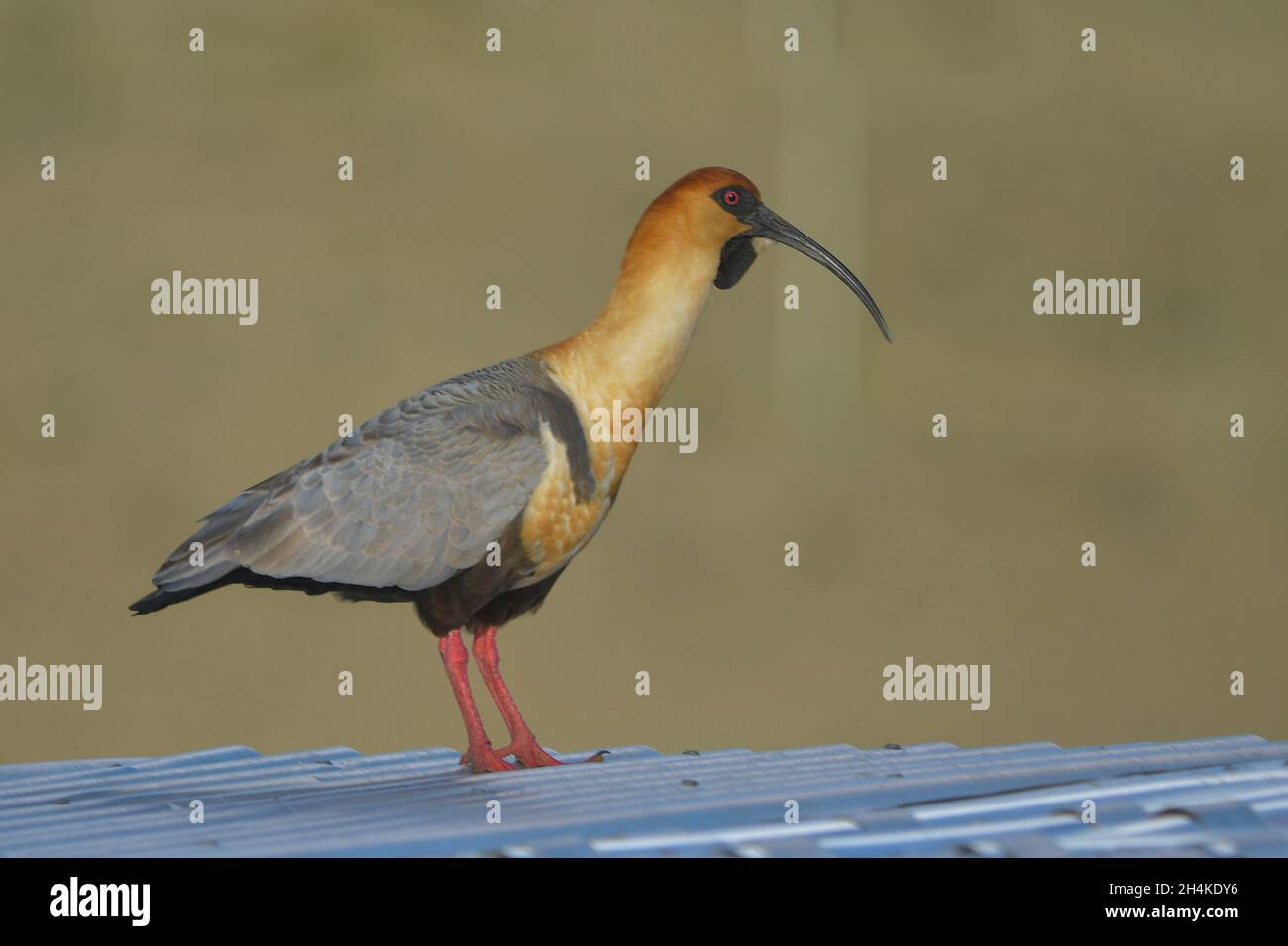 Theristicus melanopis - The southern bandurria is a species of pelecaniform bird in the Threskiornithidae family. Stock Photo