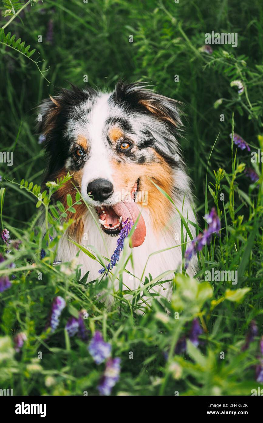 Funny Red And White Australian Shepherd Dog Sitting In Green Grass With Purple Blooming Flowers. Aussie Is A Medium-sized Breed Of Dog That Was Stock Photo