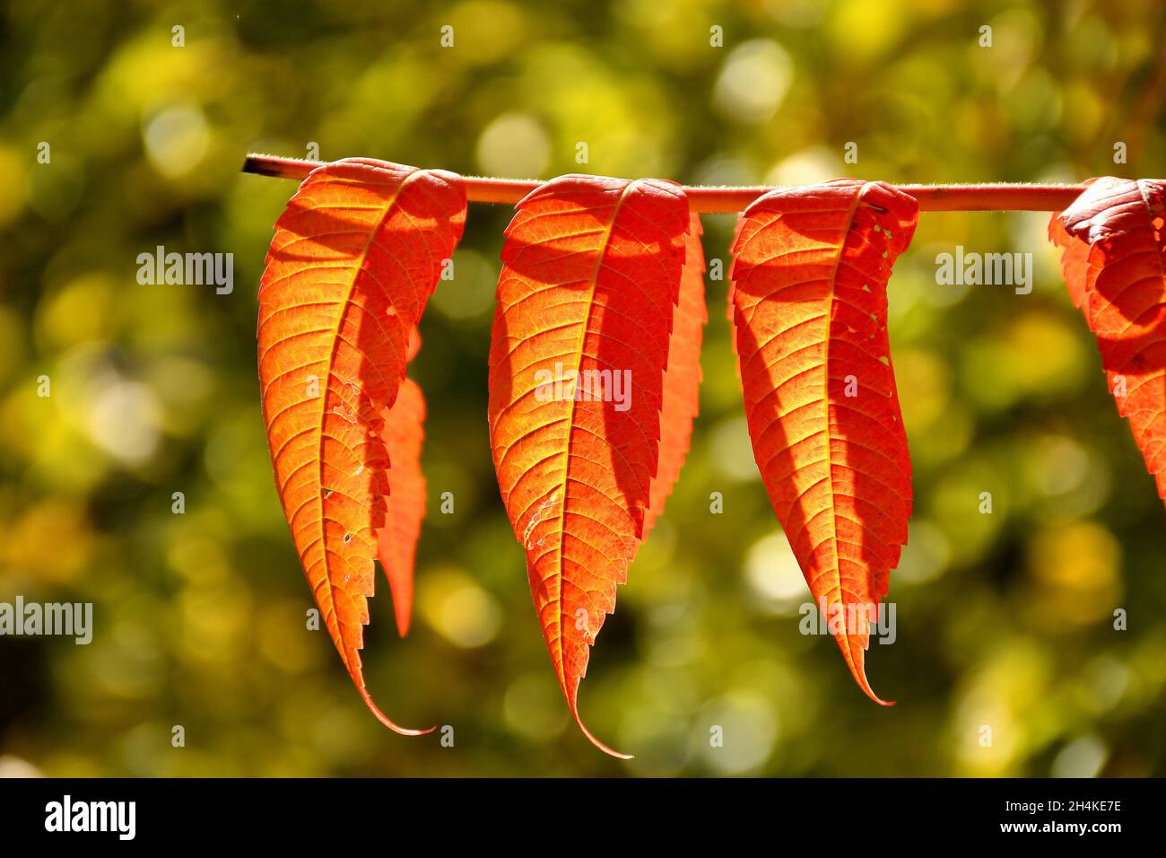 rowan tree with red painted leaves in backlit in autumn Stock Photo Alamy