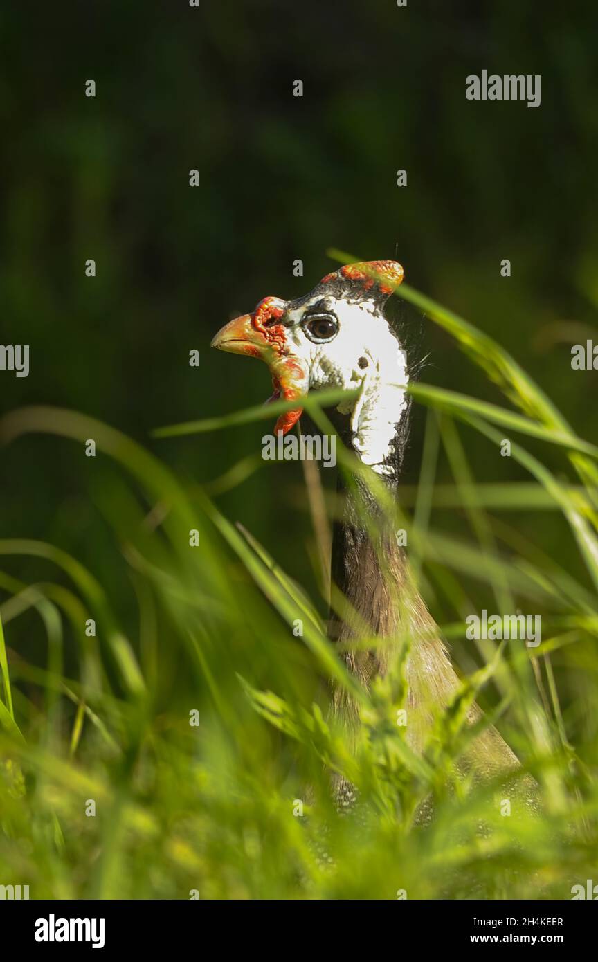 Numididae family hi-res stock photography and images - Alamy