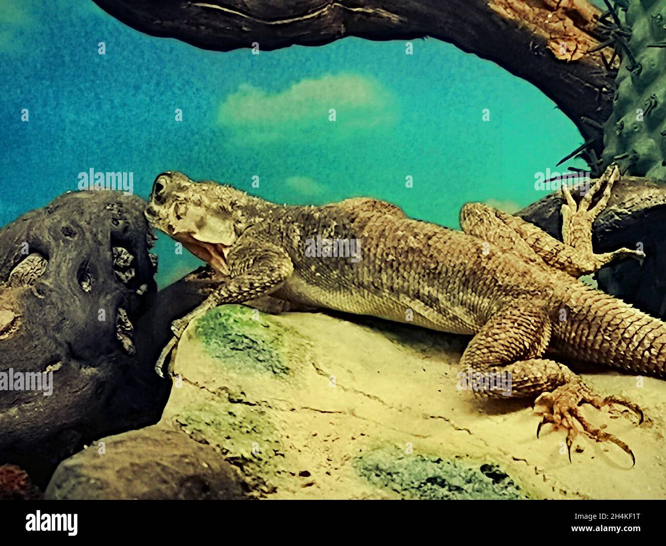 Beautiful lizards hi-res stock photography and images - Alamy