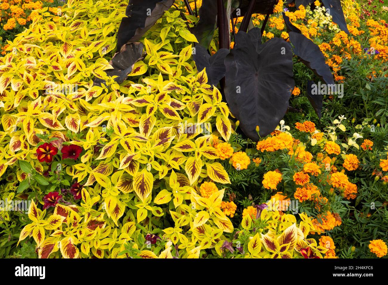 coleus and other plants in a garden in Victoria, BC, Canada Stock Photo