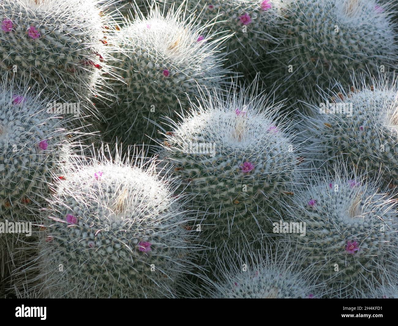 Close-up of the spiny, woolly mounds of the cactus 'mammillaria geminispina', also known as 'whitey', in a display of succulents at Kew Gardens. Stock Photo