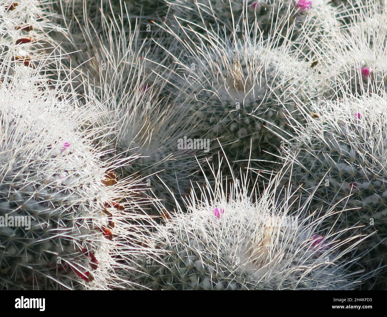 Close-up of the spiny, woolly mounds of the cactus 'mammillaria geminispina', also known as 'whitey', in a display of succulents at Kew Gardens. Stock Photo