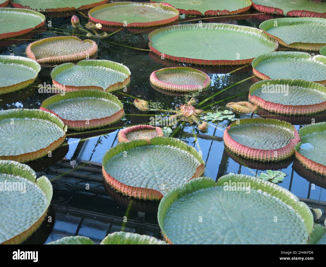 Giant water lily pads floating on the water; one of the amazing