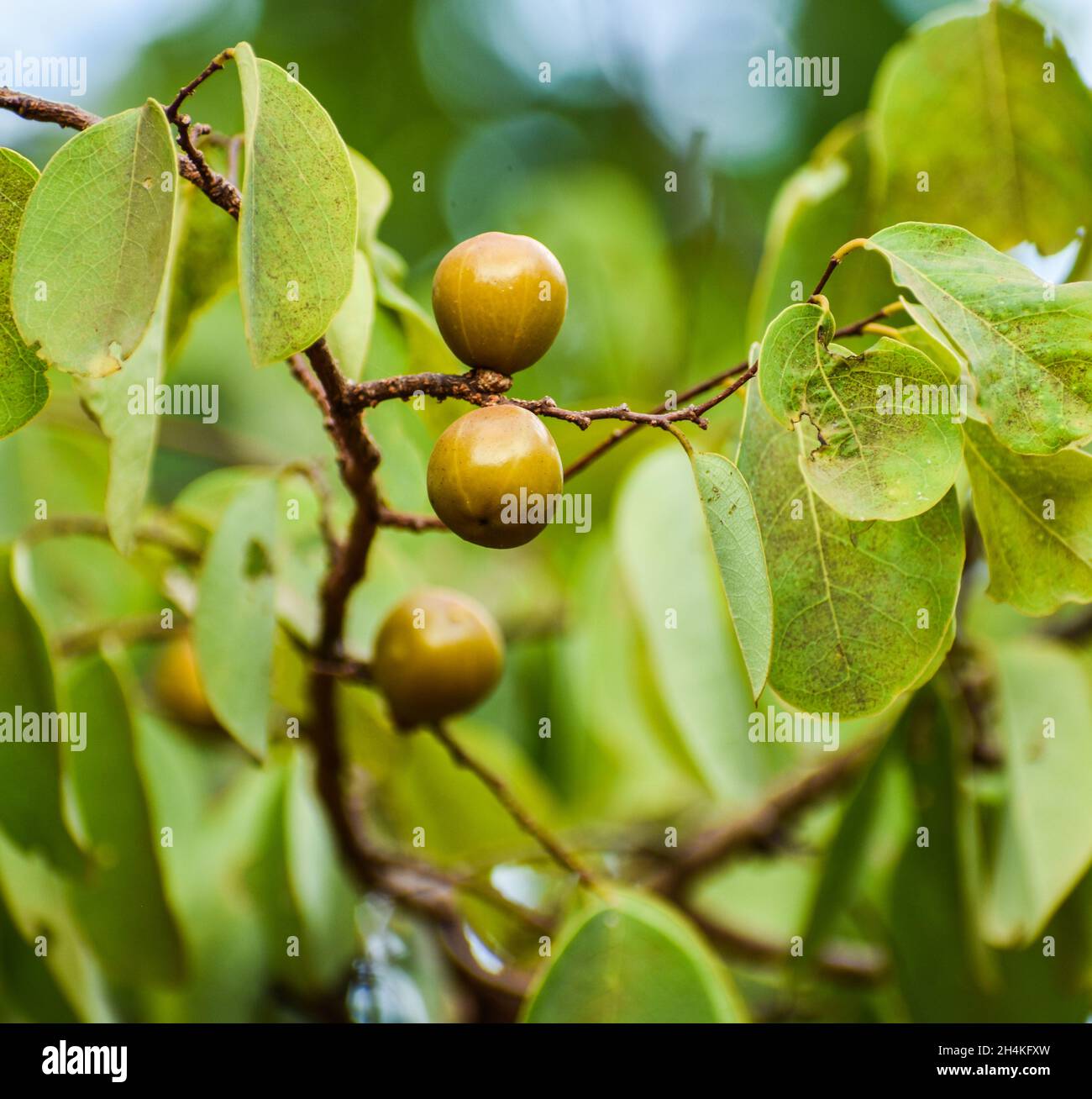 Manchineel tree hires stock photography and images Alamy