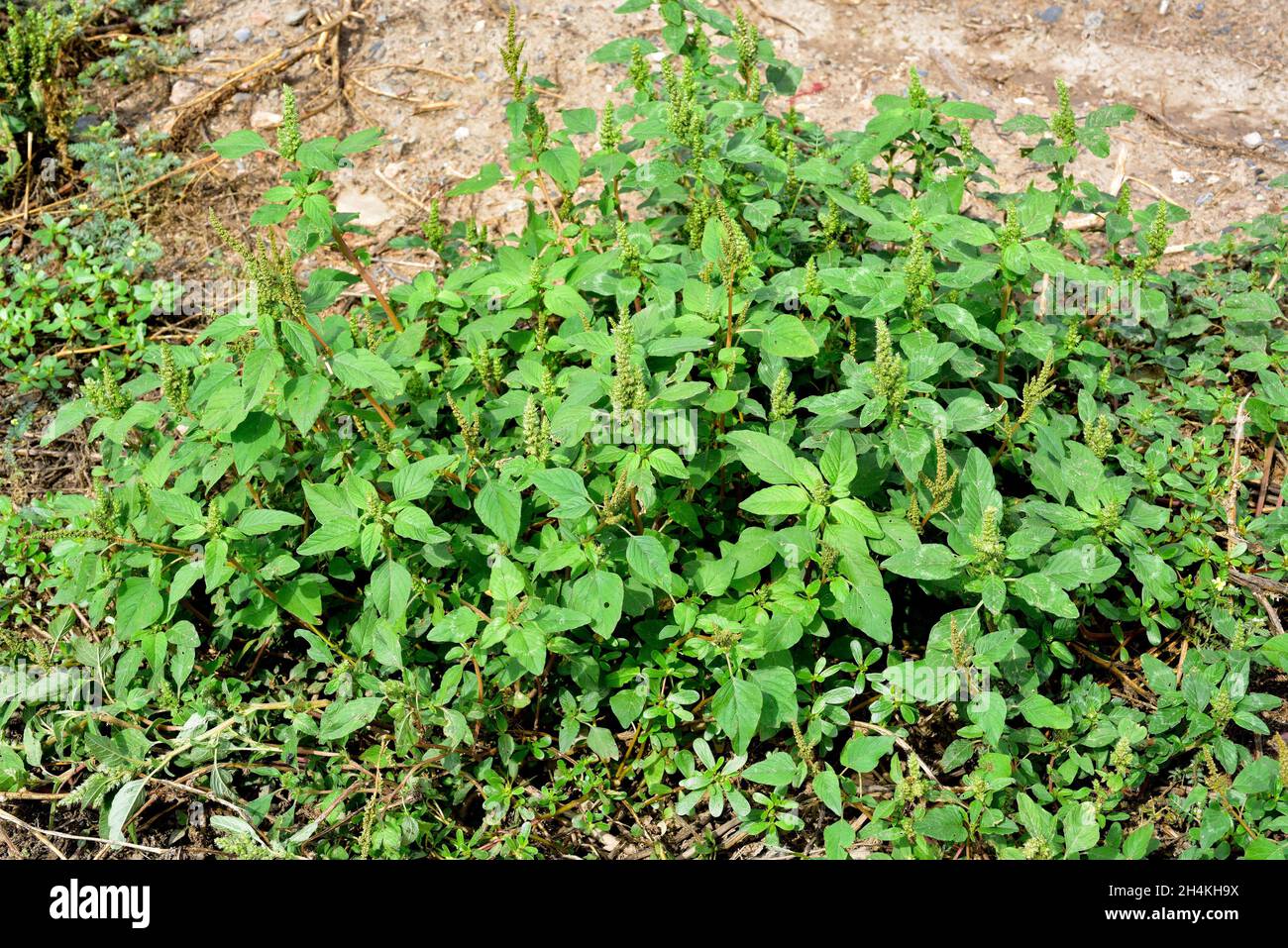 Red-root amaranth or red-root pigweed (Amaranthus retroflexus) is an edible annual plant native to tropical Americas and naturalized on most Stock Photo