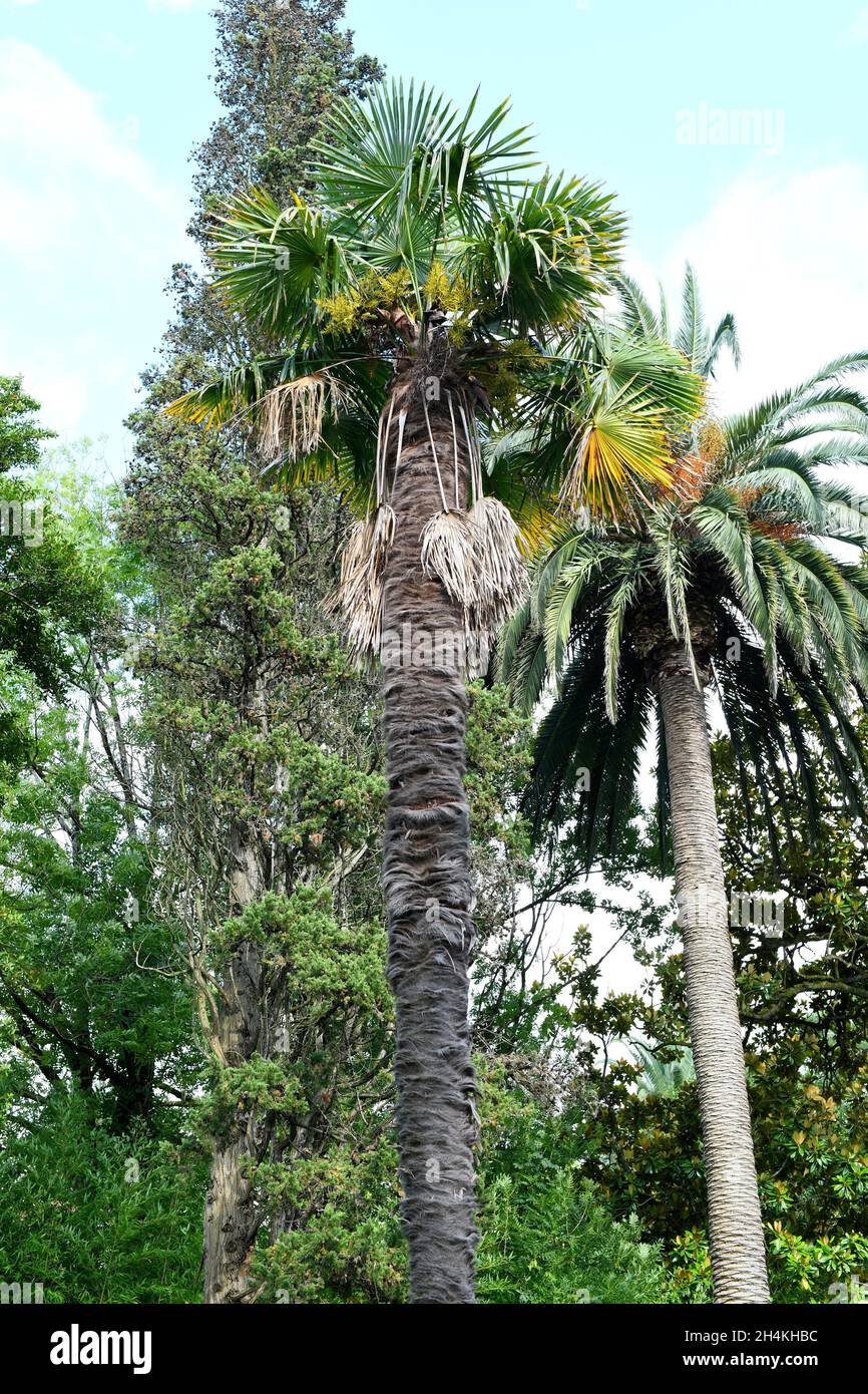 Chinese windmill palm or Chusan palm (Trachycarpus fortunei) is a palm native to China, Japan and India and planted as an ornamental in many Stock Photo