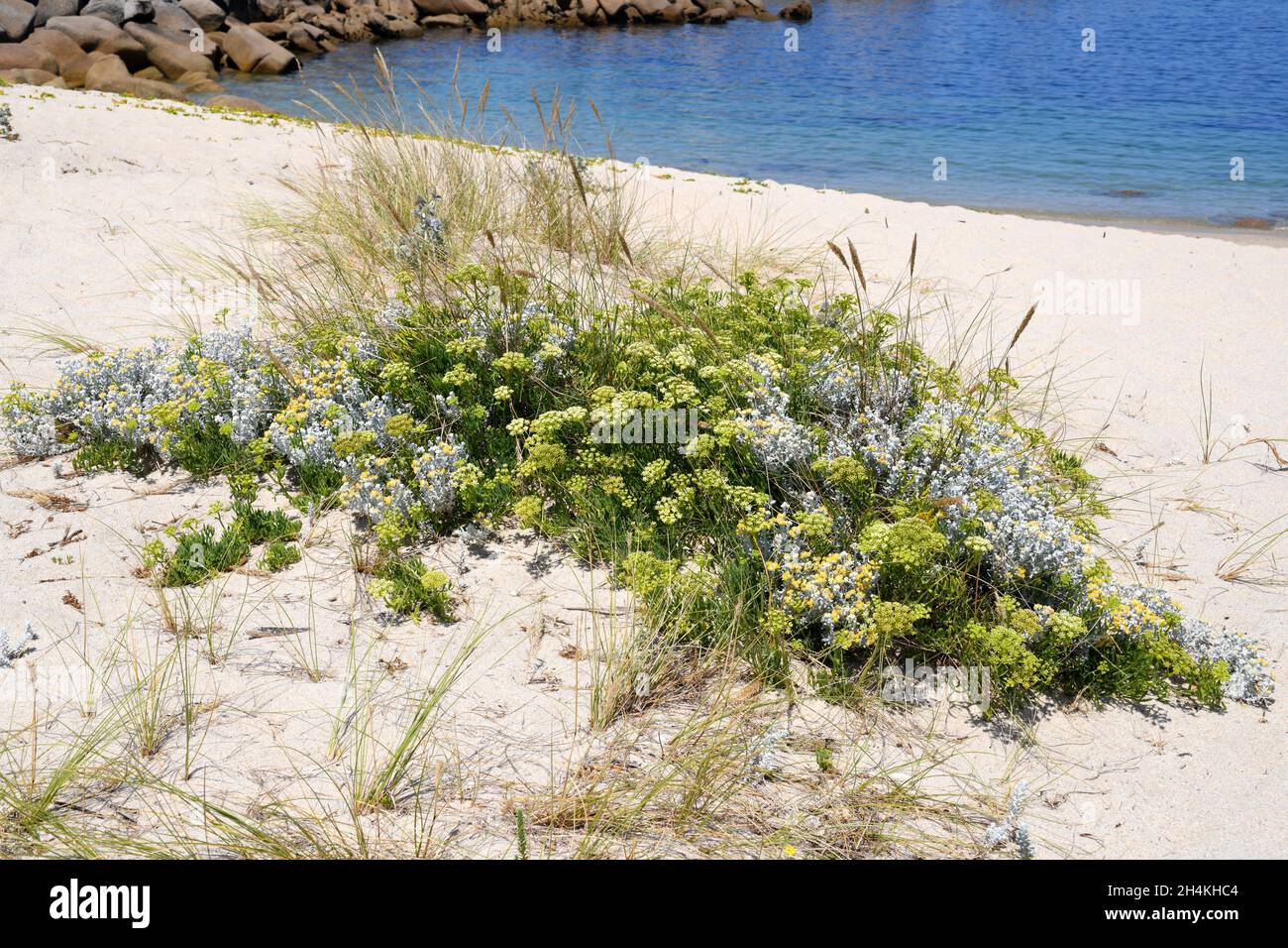 Sea fennel (Crithmum maritimum), cotton weed plant (Otanthus maritimus) and European beachgrass (Ammophila arenaria) on a Galician beach. This photo Stock Photo