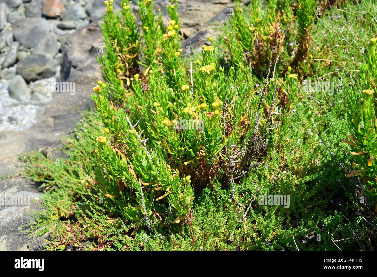 Golden samphire (Inula chrithmoides or Limbarda chrithmoides) is a shrub native to coasts of Mediterranean Basin and atlantic coasts of Spain, Stock Photo