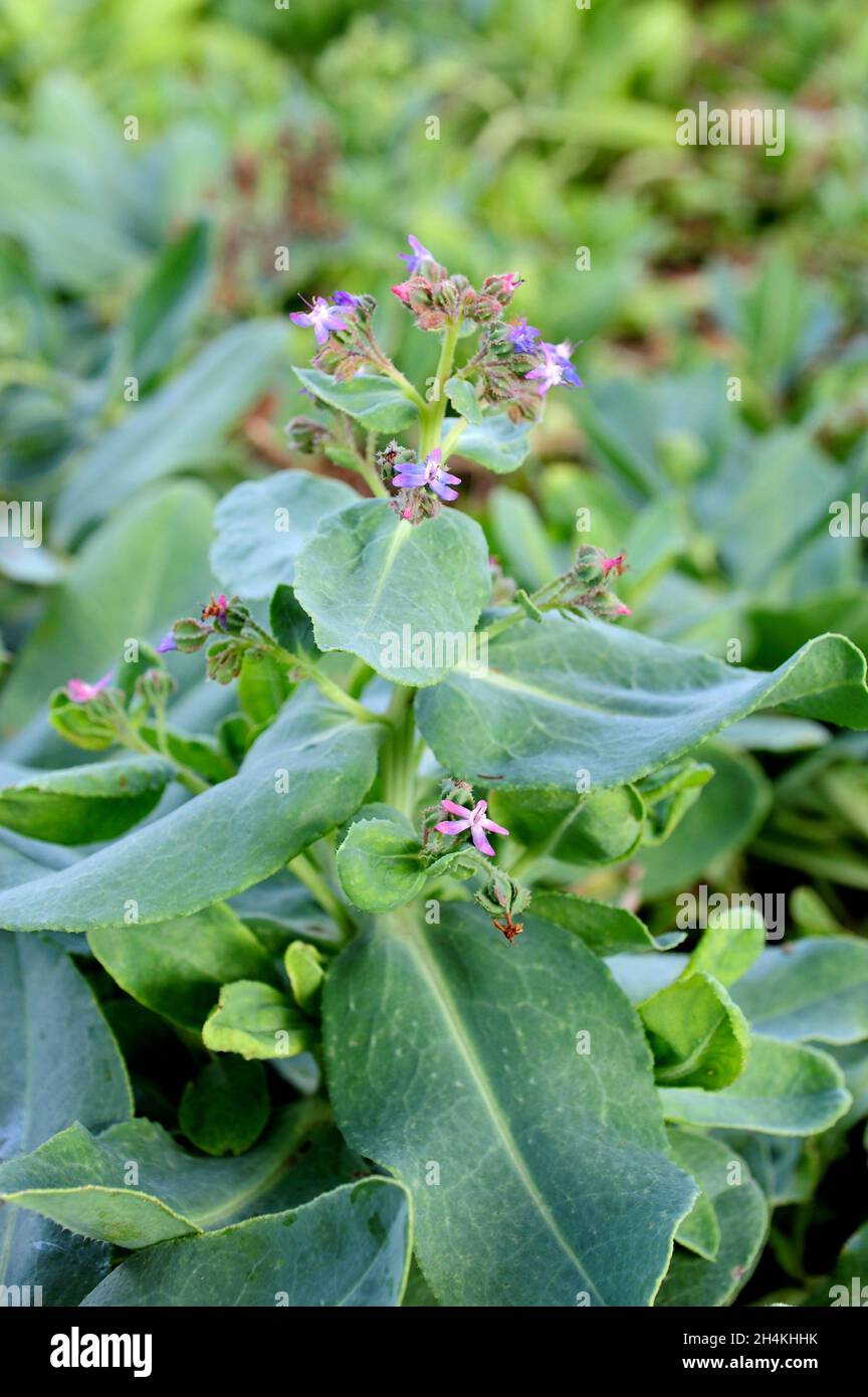 Caccinia macranthera glauca is a perennial herb native to Asia. Stock Photo