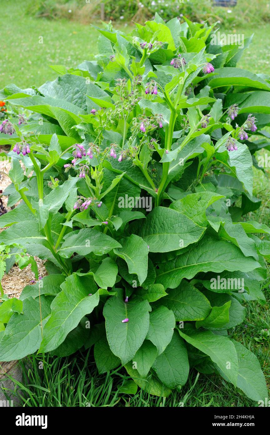 Comfrey (Symphytum officinale) is a perennial plant native to Europe