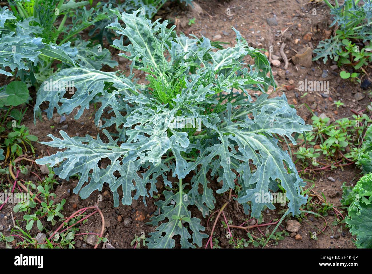 Espigalls (Brassica oleracea acephala) is an annual variety of cabbage. This photo was taken in Baix Llobregat, Barcelona, Catalonia, Spain. Stock Photo