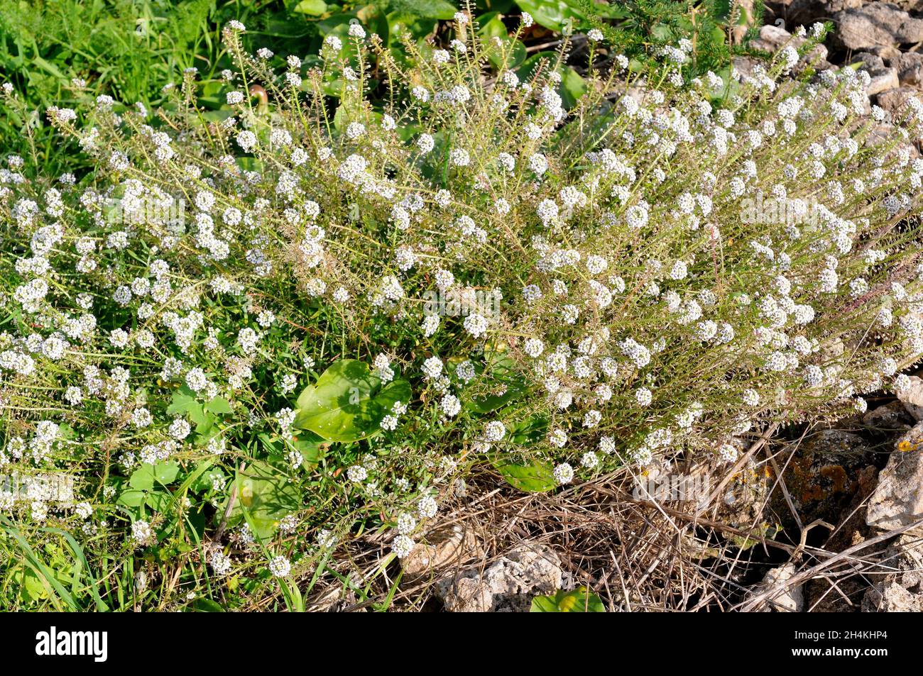 Sweet alyssum (Lobularia maritima or Alyssum maritimum) is an annual