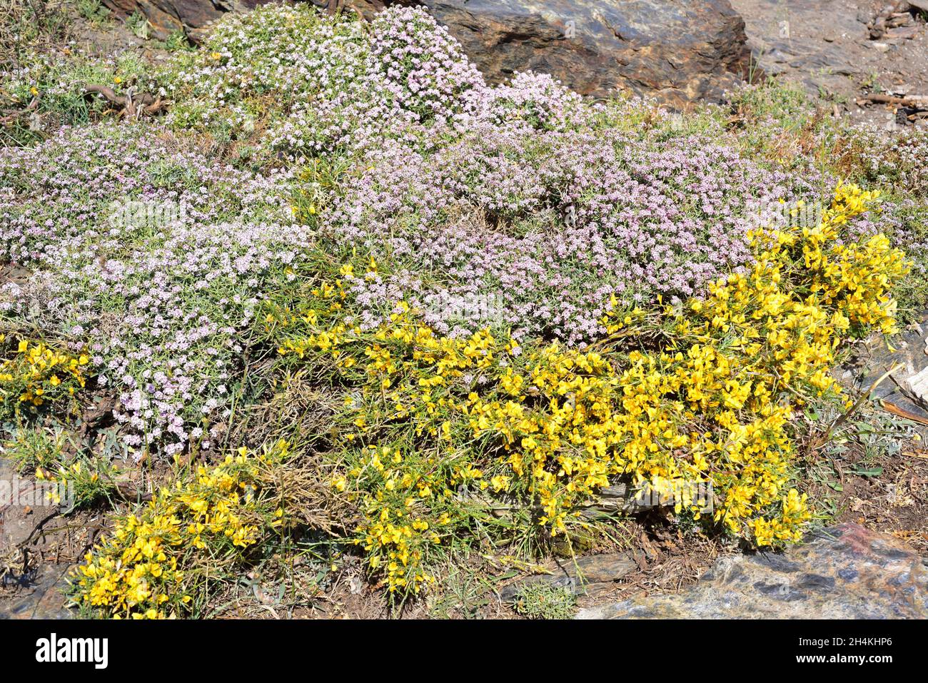 Piorno negro (Cytisus galianoi) in the foreground and piorno rosa (Hormathophylla spinosa). Cytisus galianoi is endemic to Sierra Nevada and Stock Photo