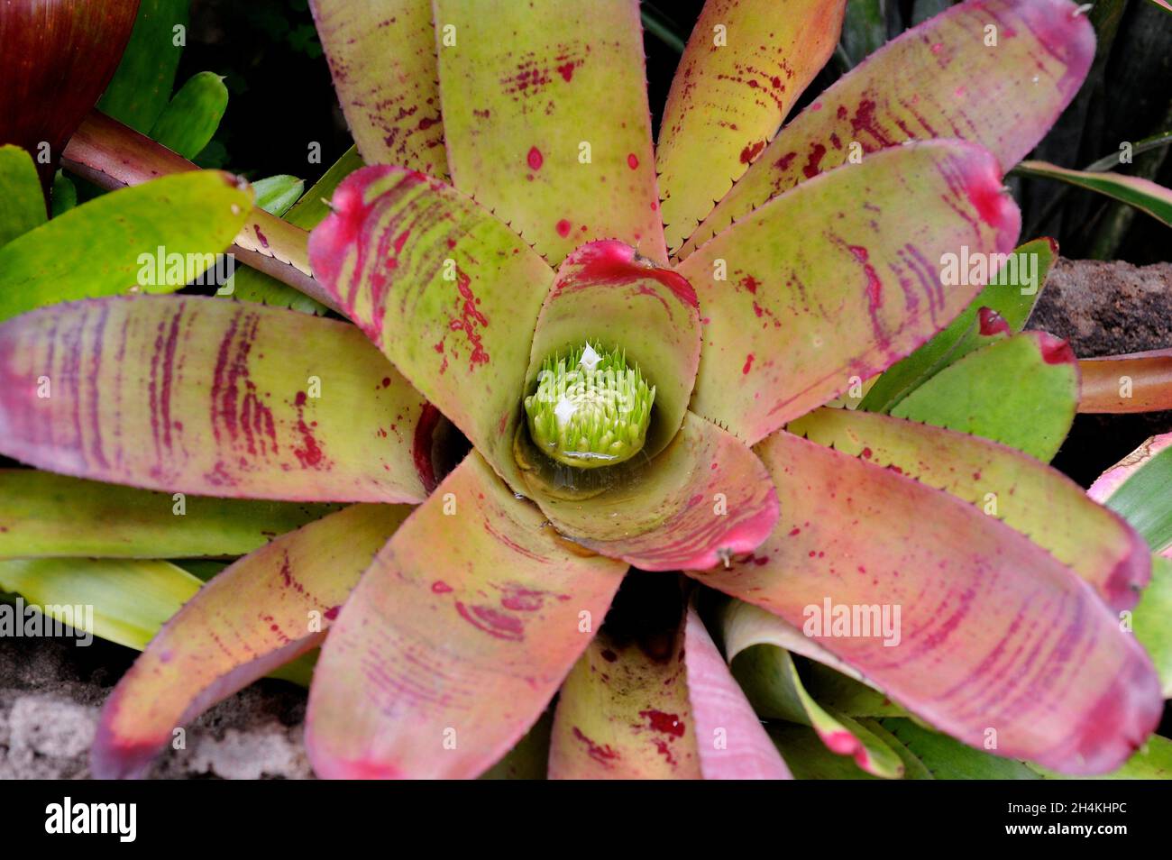 Neoregelia sp. is an epiphytic plant native to tropical South America. Stock Photo