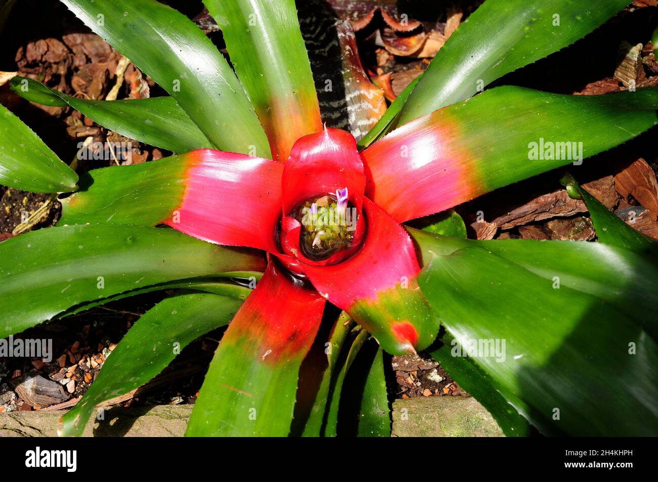Nidularium sp. is an epiphytic plant native to Brazil. Stock Photo