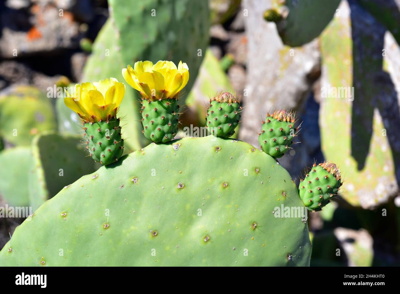 Indian fig opuntia or Barbary fig (Opuntia ficus-indica) is a cactus native to Mexico and naturalized in other arid regions. Its fruits are edible. Stock Photo