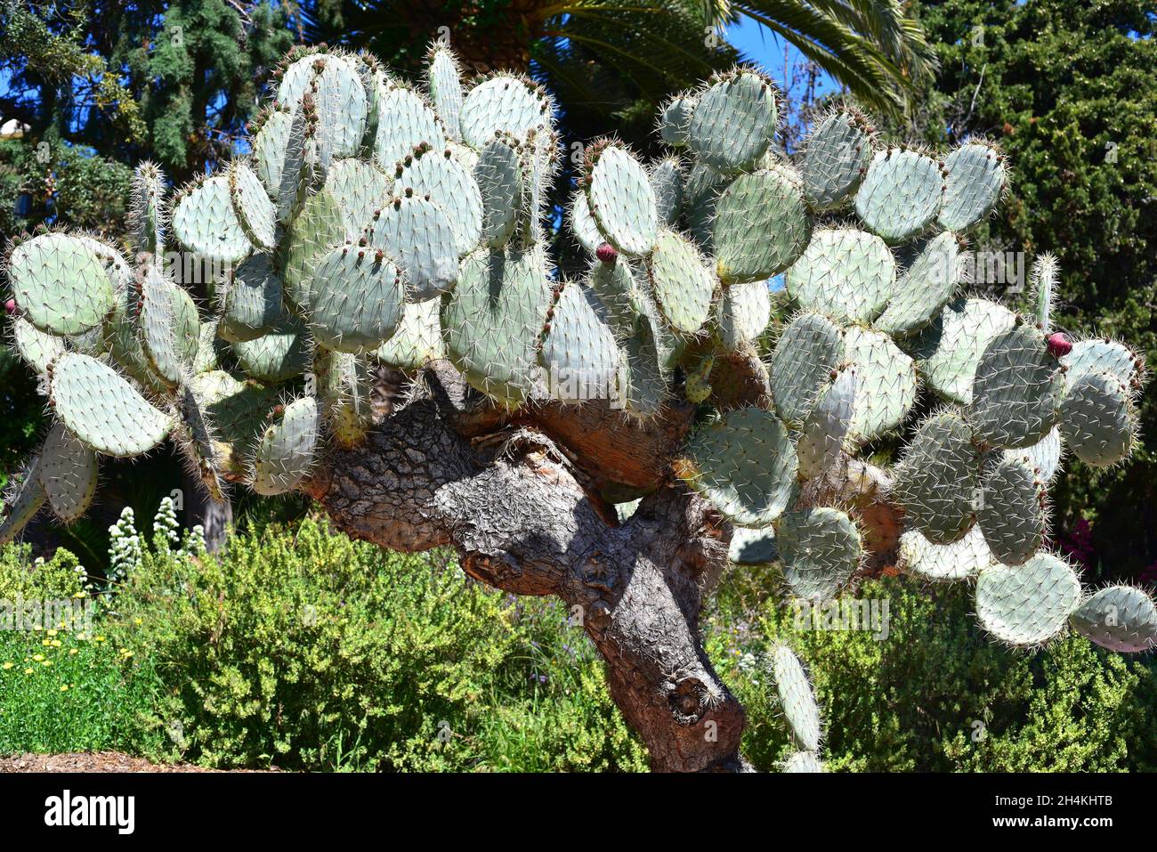 Nopal tapon (Opuntia robusta) is a cactus endemic to northern Mexico. Stock Photo