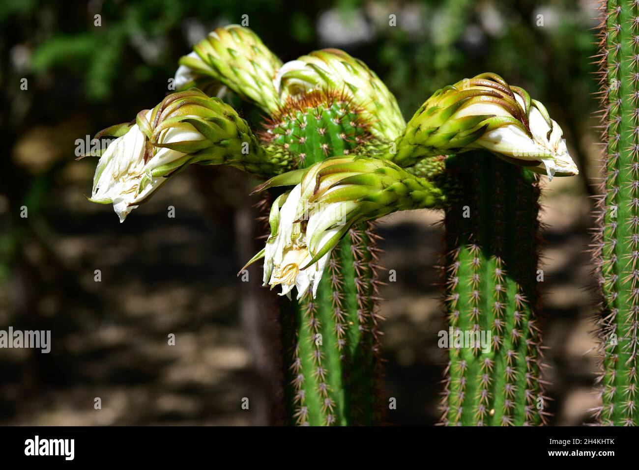 Golden torch (Echinopsis spachiana) is a cactus native to Argentina. Stock Photo