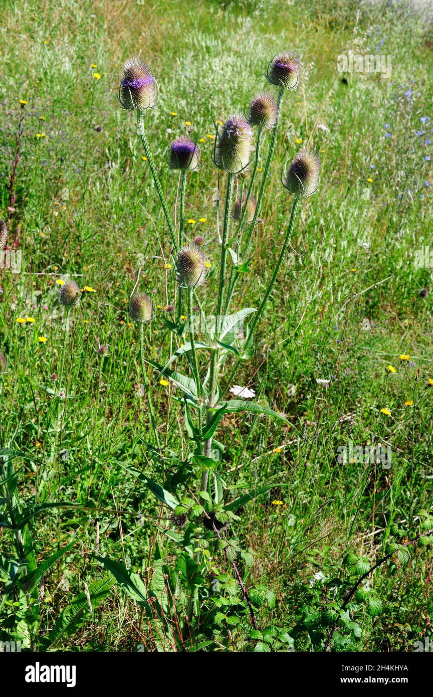 Wild teasel or fuller's teasel (Dipsacus fullonum) is a biennial spiny plant native to Europe and northern Africa. This photo was taken in Araba, Stock Photo
