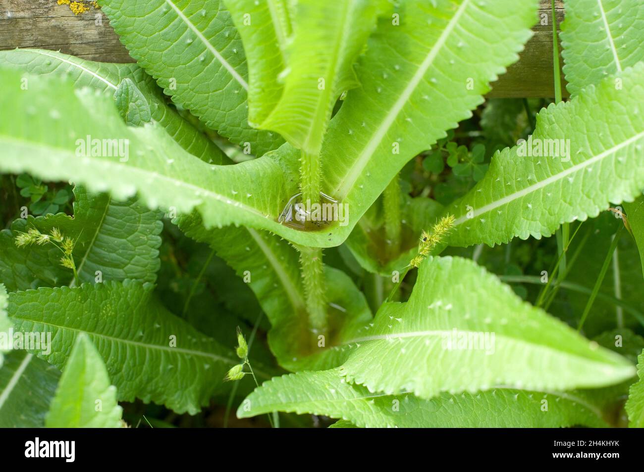 Wild teasel or fuller's teasel (Dipsacus fullonum) is a biennial spiny plant native to Europe and northern Africa. Detail of leaves perhaps with Stock Photo