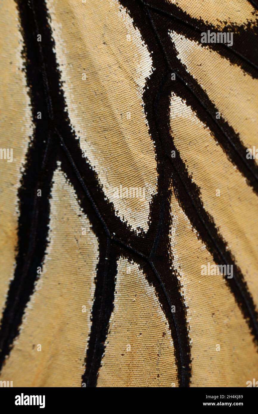 Details of Monarch butterfly (Danaus plexippus) wing in Central Park, New York, United States Stock Photo