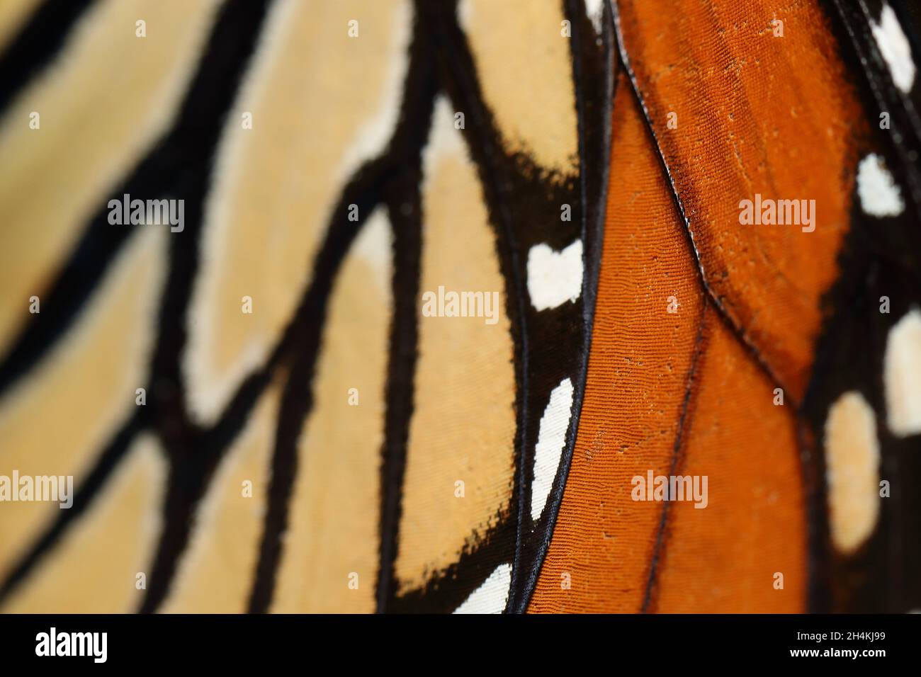 Details of Monarch butterfly (Danaus plexippus) wing in Central Park, New York, United States Stock Photo