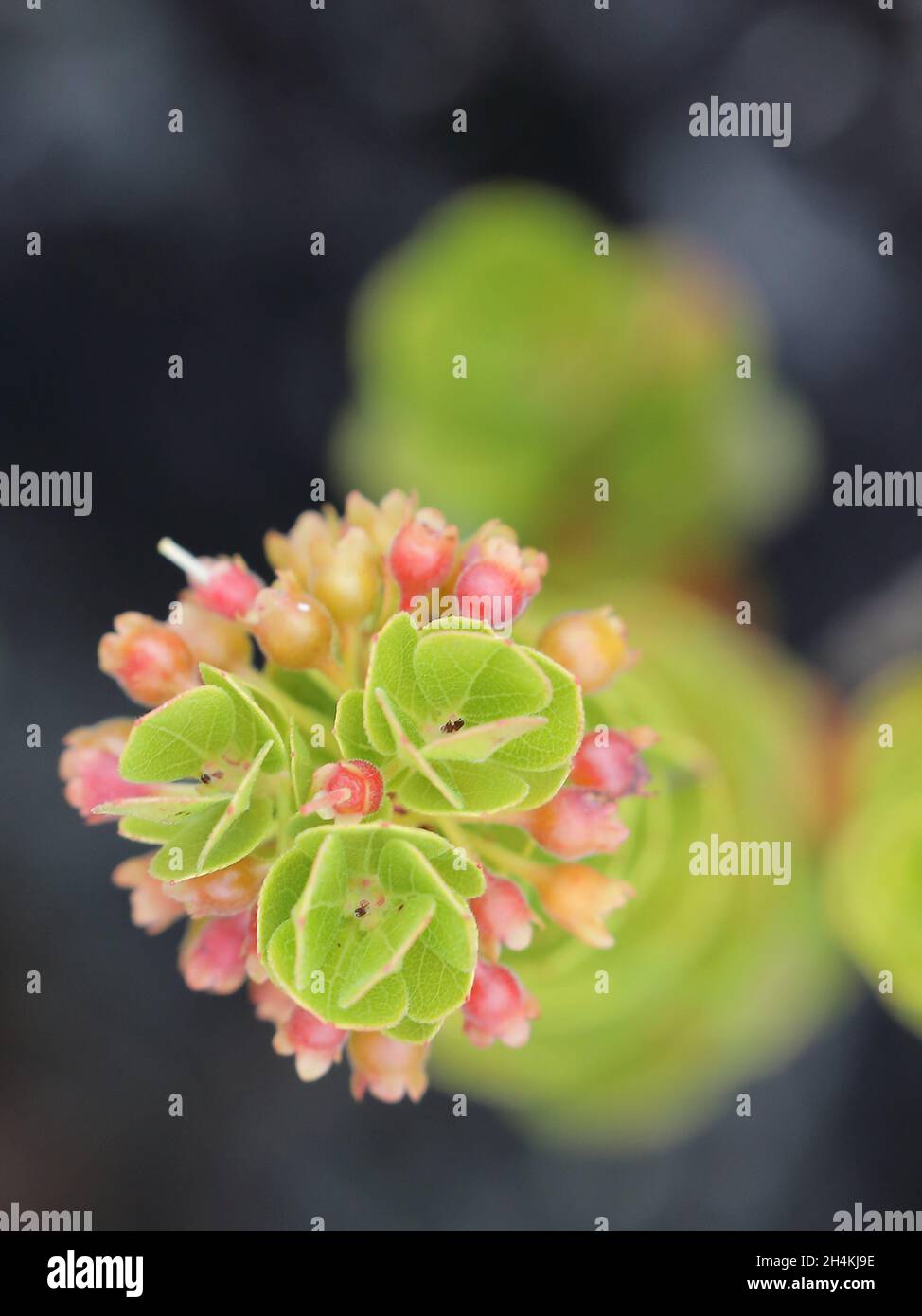 Vaccinium reticulatum, Ê»ohelo ai, plant endemic of Hawaii, United States Stock Photo