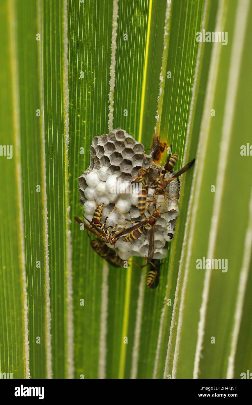 European Paper Wasps (Polistes dominula) on nest of a Hawaii pritchardia (Pritchardia affinis) in Hawaii Island Stock Photo