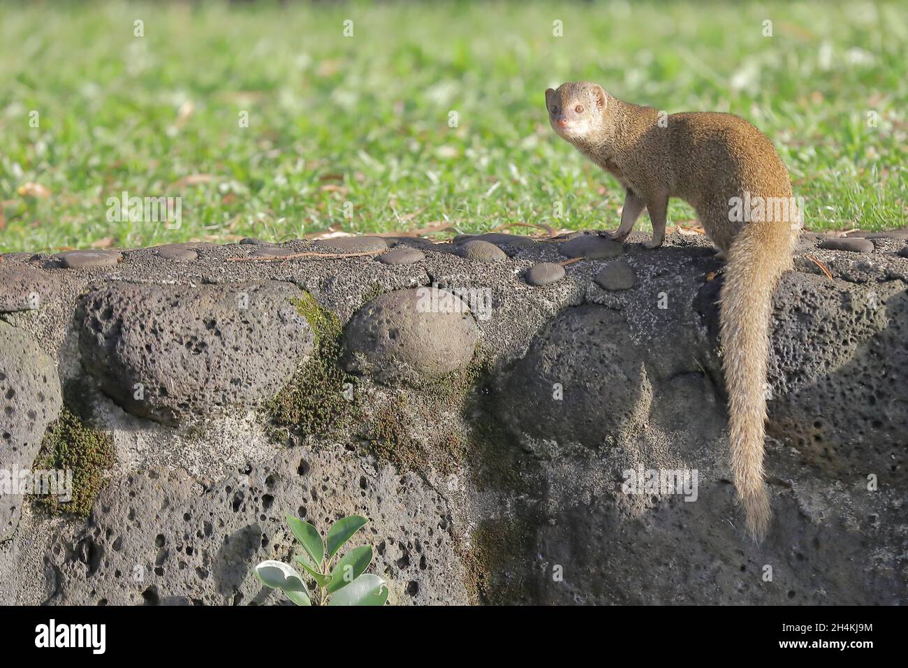 Invasive small Indian mongoose (Urva auropunctata) in Hawaii Island, Hawaii Stock Photo