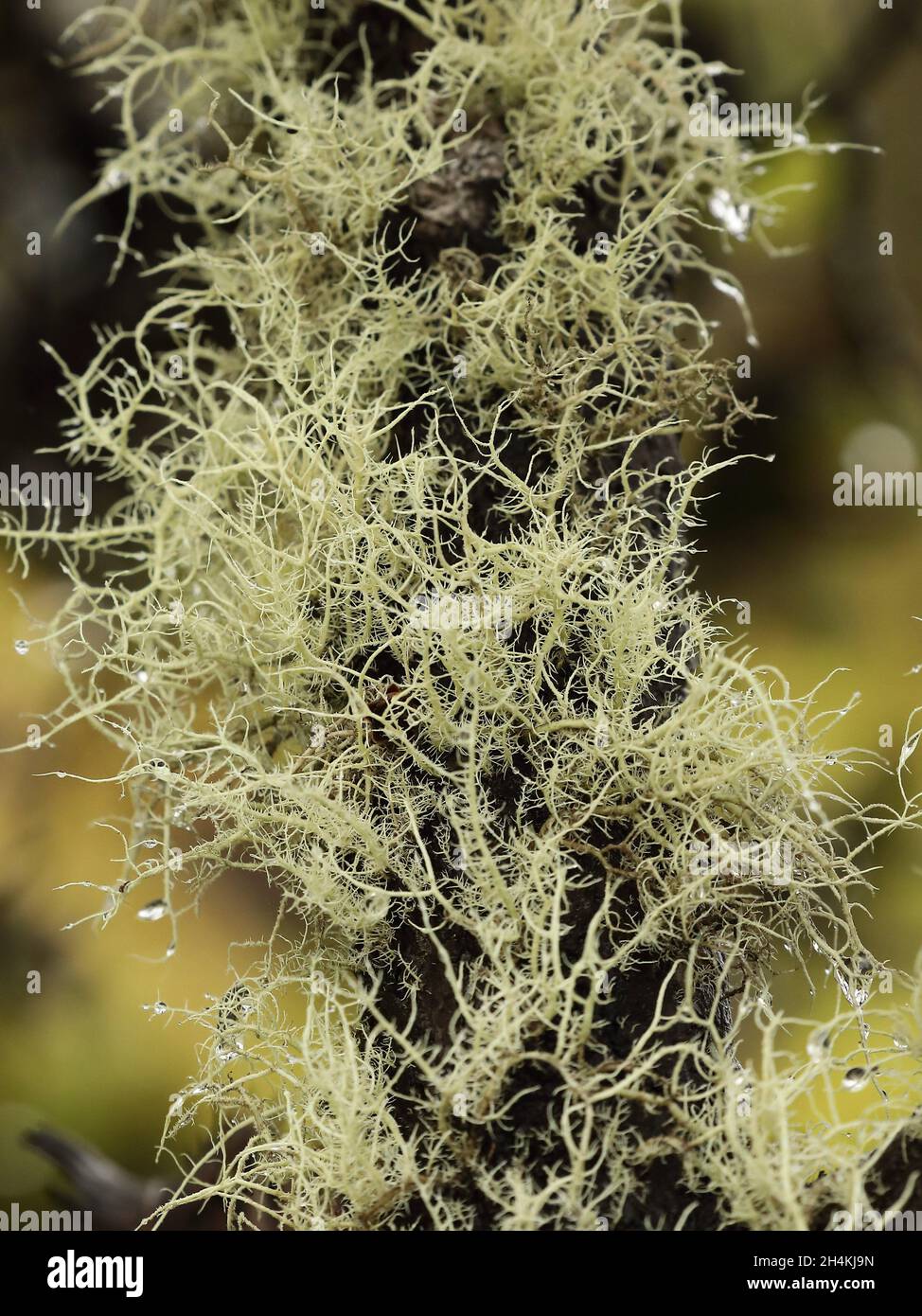 Metrosideros polymorpha tree with Usnea barbata lichens (bearded lichens) in Hawaii, United States Stock Photo