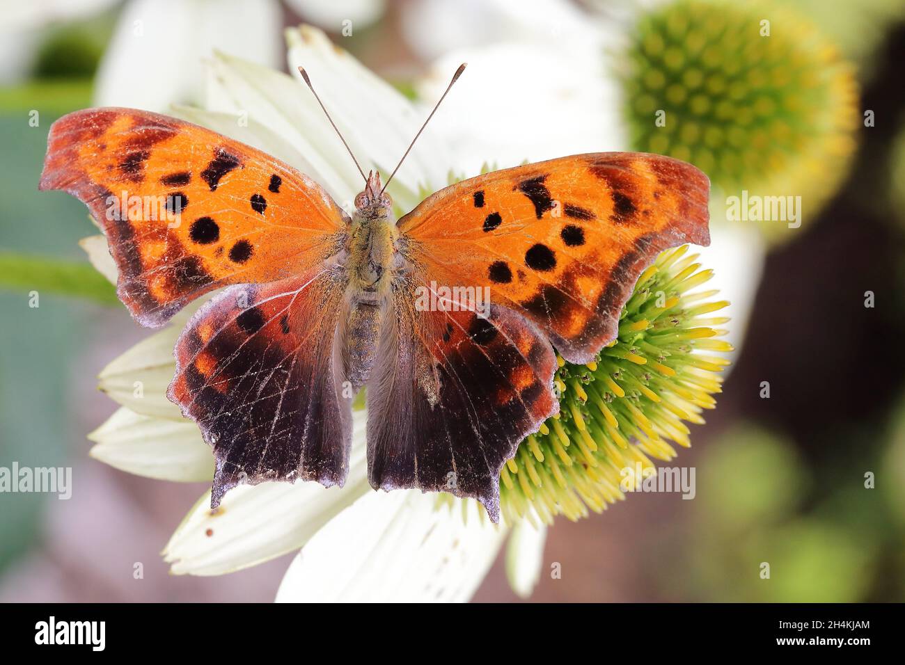Question mark butterfly (Polygonia interrogationis) in New York, United States Stock Photo