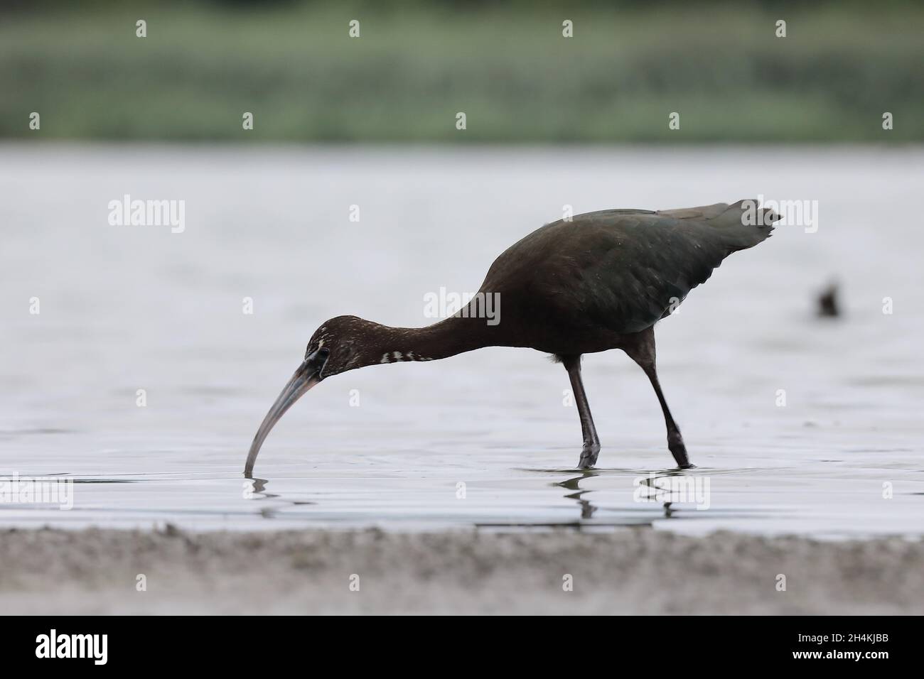 Glossy ibis (Plegadis falcinellus) in New York, United States Stock Photo