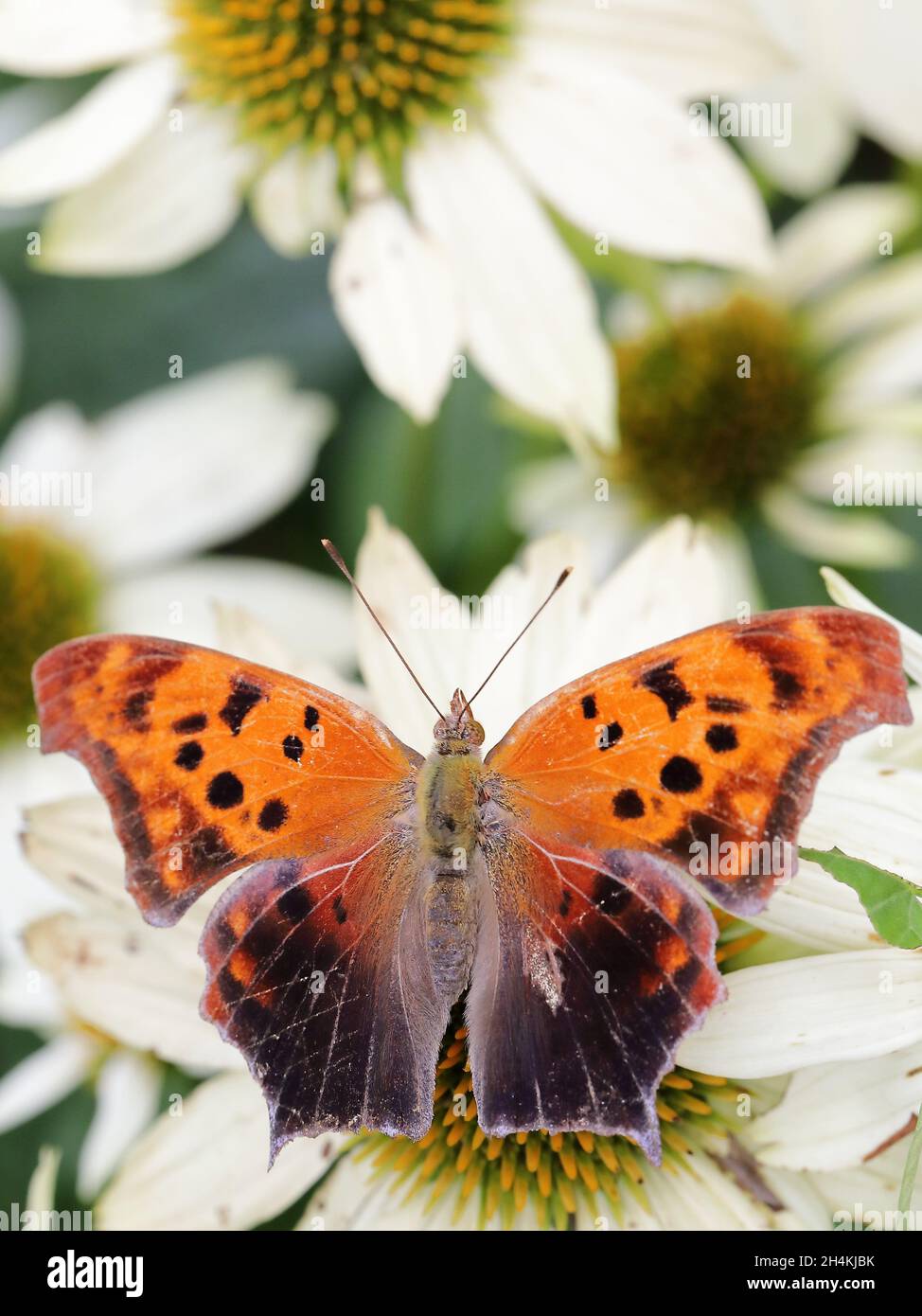 Question mark butterfly (Polygonia interrogationis) in New York, United States Stock Photo