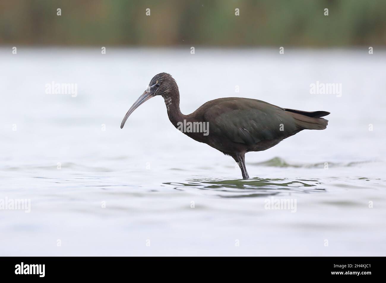 Glossy ibis (Plegadis falcinellus) in New York, United States Stock Photo
