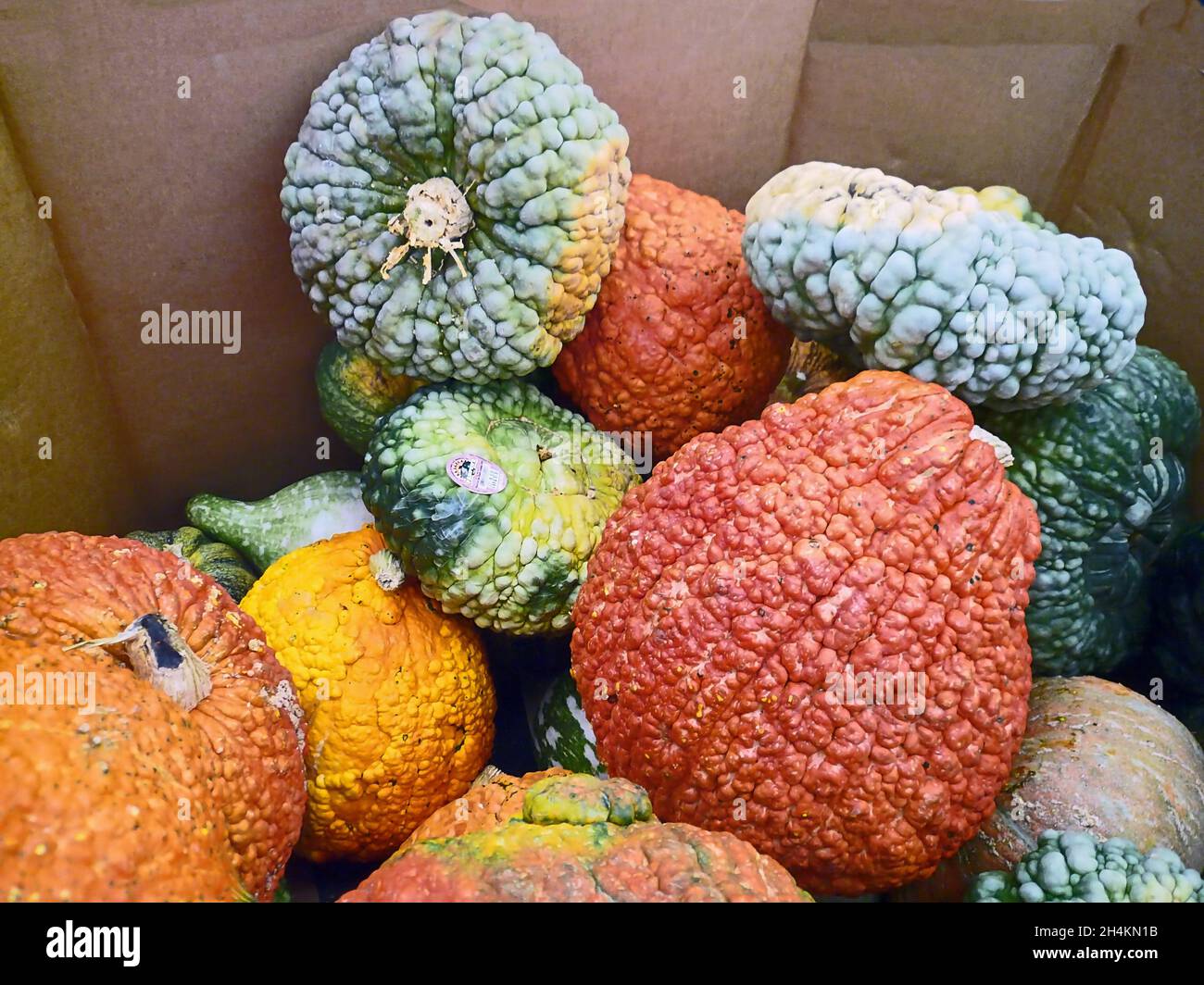 Gourds (Cucurbitaceae) usually refers to the hardshelled, nonedible