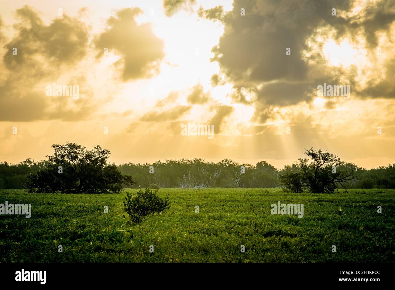 Beautiful field on the dramatic sunset Stock Photo - Alamy