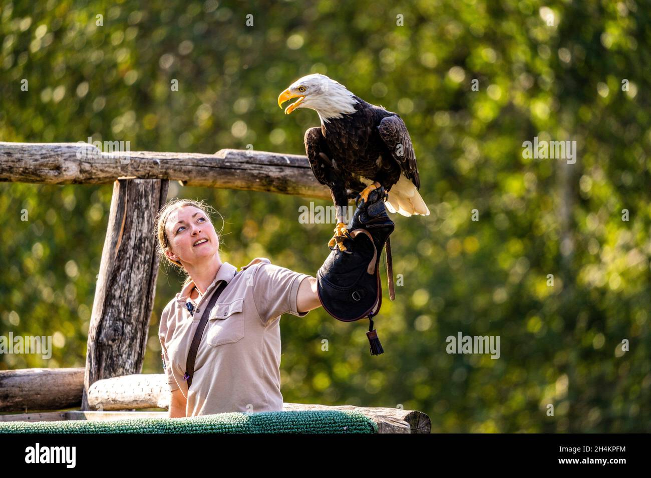 The bald eagle (Haliaeetus leucocephalus), America's national bird,is