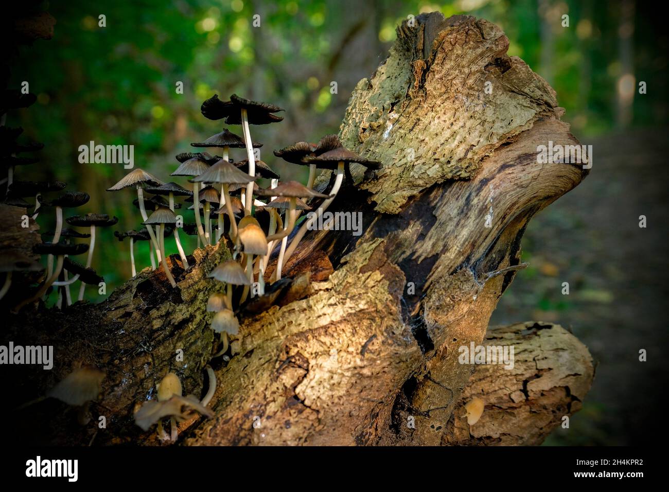 Mushrooms growing tree trunk in forest day hi-res stock photography and ...