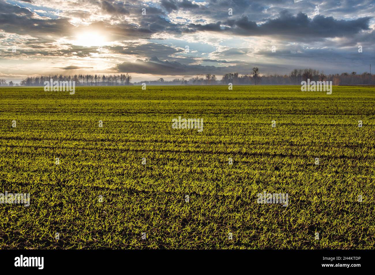 lines of young corn shoot on a big field with beautiful sky Stock Photo